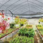 The Benefits of Owning a Greenhouse