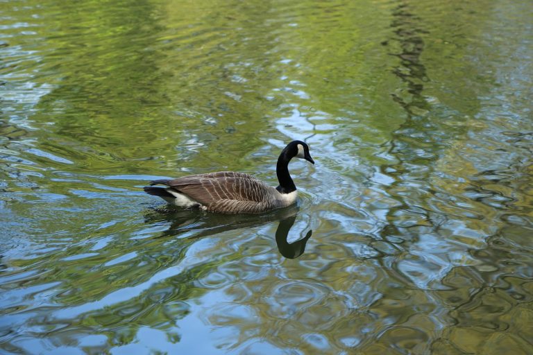 Noel online gift shop, the body of water, nature — examplearticle