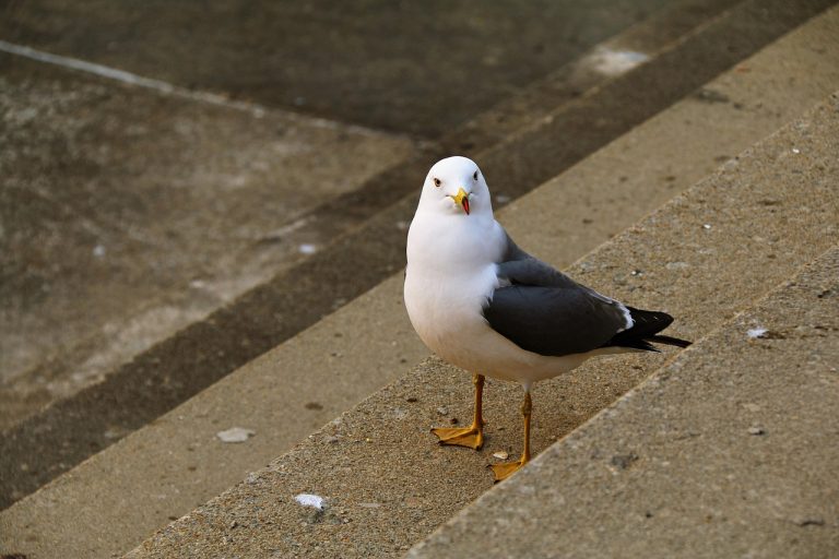 New, nature, seagull — Exploring the Benefits of THCA Flower