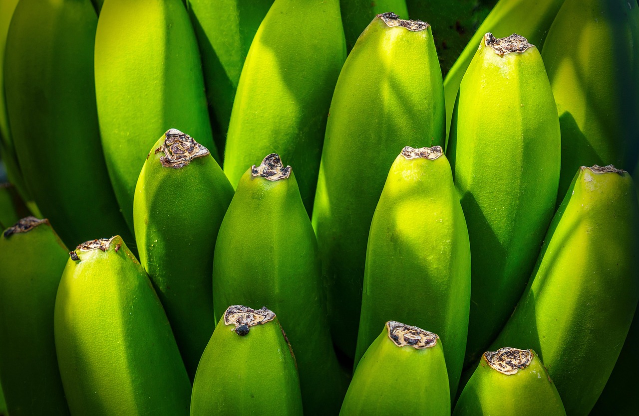 Banana tree, fruit, nourishment — How to locate Cheap Illinois Medical Health Insurance