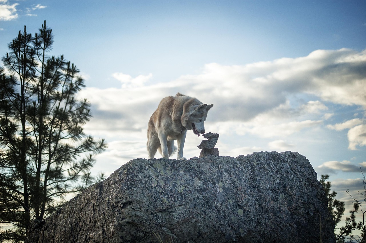 Siberian, husky, dog — How to protect eyes from wind and dust on the EBC trail.