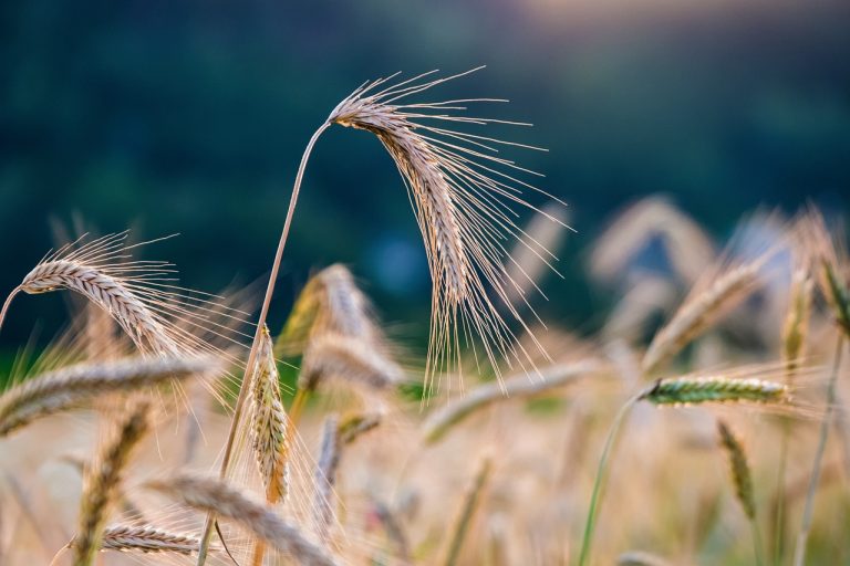Rye, grain, rye field — Newer Trends Of Popularity For The White Spirit Drinks Among Newer Generations