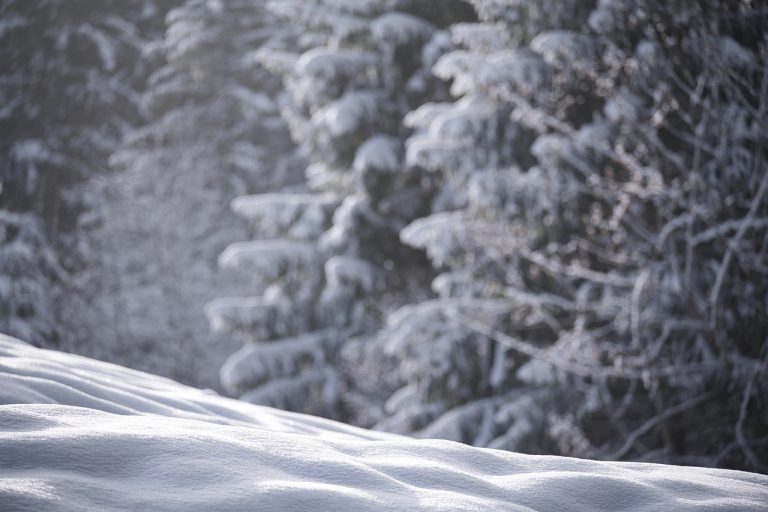 Snow, nature, winter — Understanding the Basics of Investor Immigration in Canada