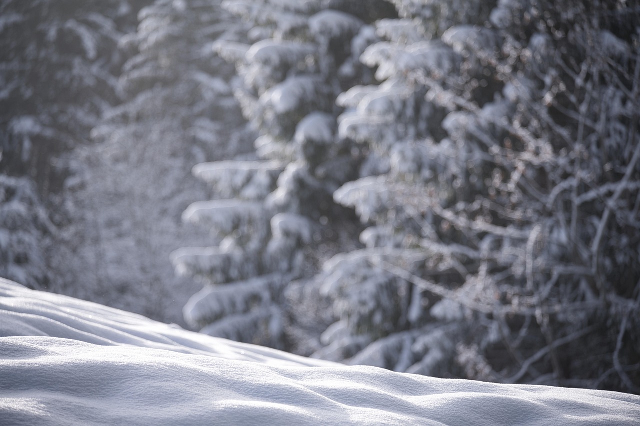Snow, nature, winter — Understanding the Basics of Investor Immigration in Canada